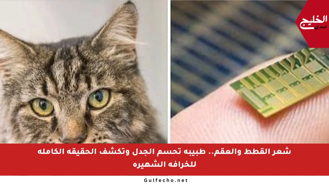 شعر القطط والعقم.. طبيبة تحسم الجدل وتكشف الحقيقة الكاملة للخرافة الشهيرة